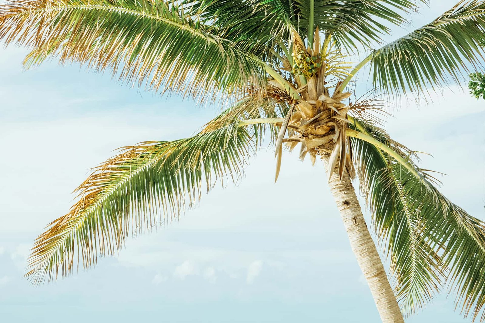 Ausmalbild zum Ausdrucken